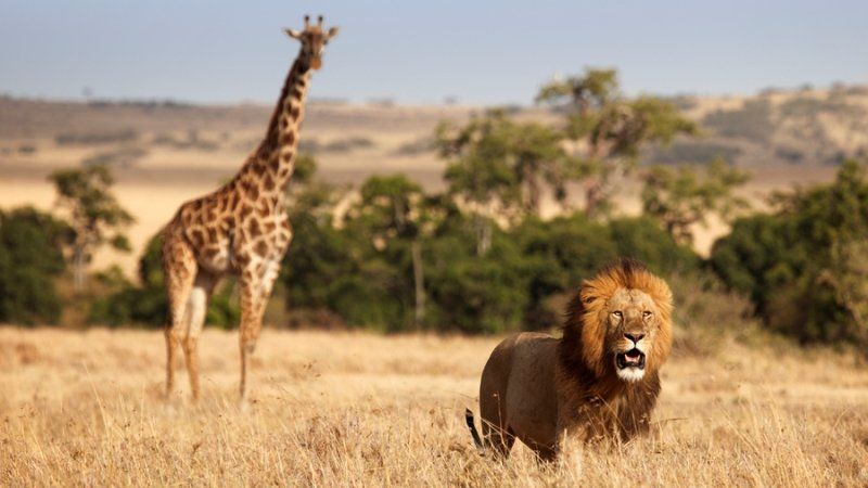 Аудиосказка, Баниласка, Про льва и жирафа