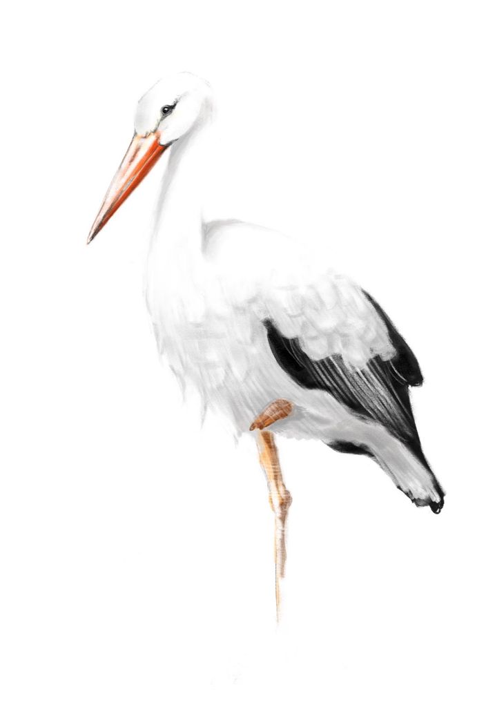 Стих Аист Сергея Михалкова из коллекции детских классиков