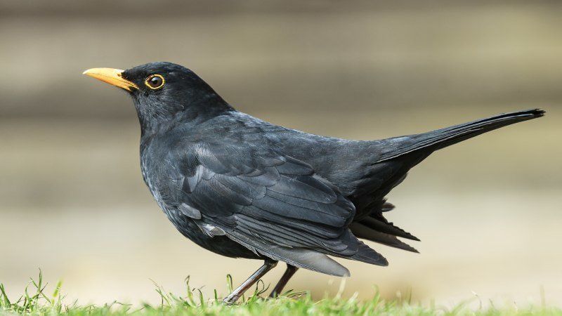 Стих Дрозд читать для детей онлайн из коллекции про животных и птиц