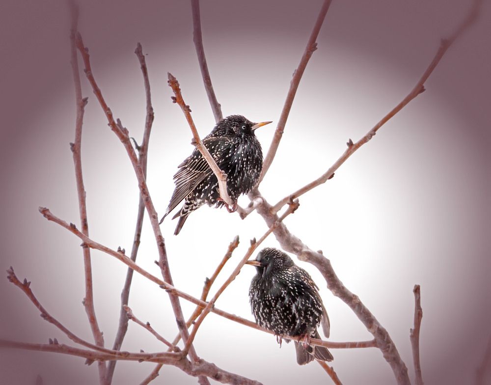 Стих Два скворца Ивана Муравейко из коллекции про времена года весна