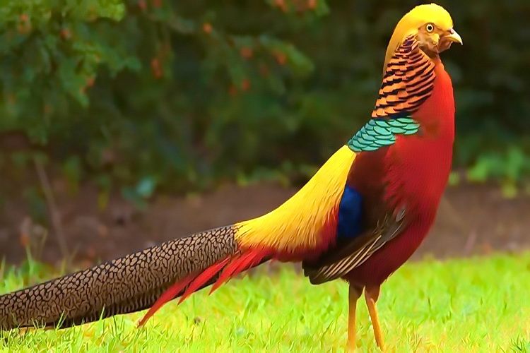 Стих Фазан читать для детей онлайн из коллекции про животных и птиц