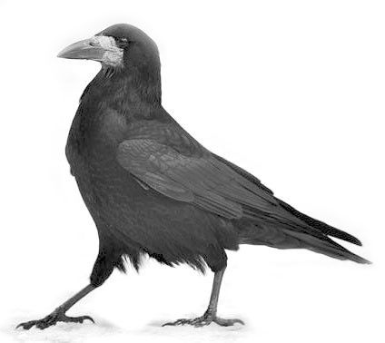 Стих Грач читать для детей онлайн из коллекции про животных и птиц