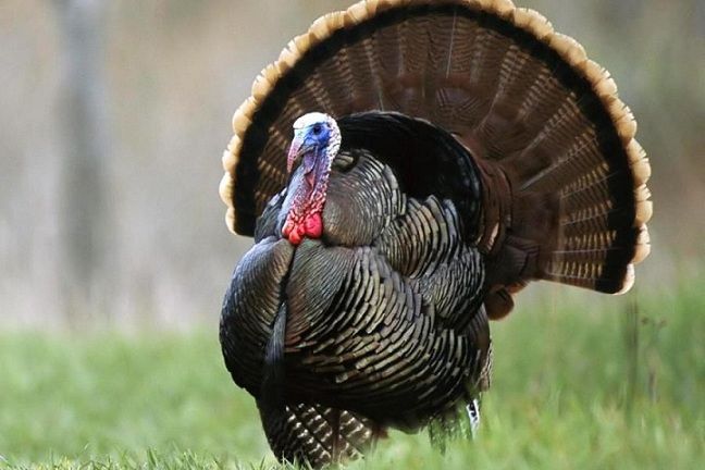 Стих Индюк читать для детей онлайн из коллекции про животных и птиц