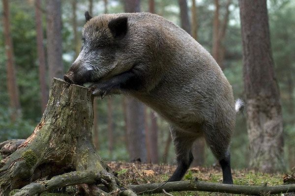 Стих Кабан читать для детей онлайн из коллекции про животных