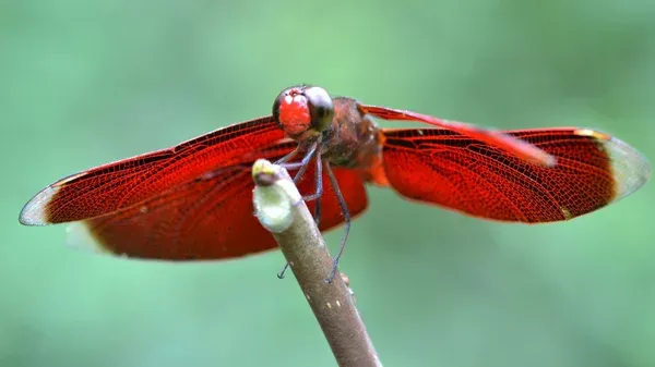 Красная стрекоза слушать колыбельную музыку