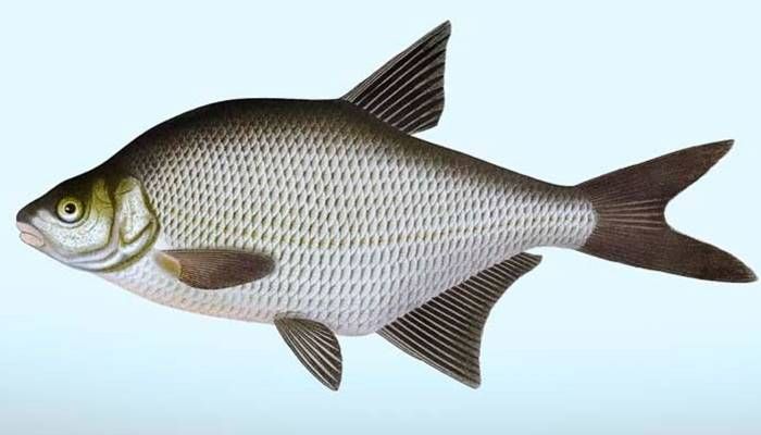 Стих Лещ читать для детей онлайн из коллекции про животных и рыб