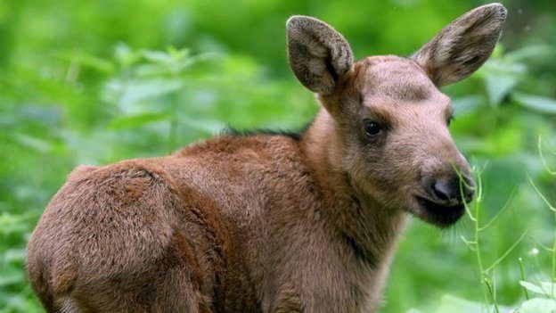 Стих Лосёнок читать для детей онлайн из коллекции про животных