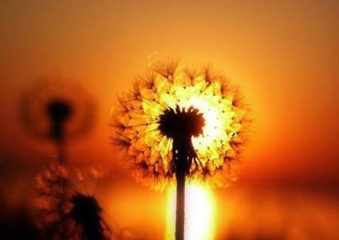 Стих Осенние одуванчики Валентина Берестова из коллекции детских писателей