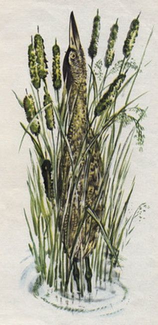 выпь стоит в камыше