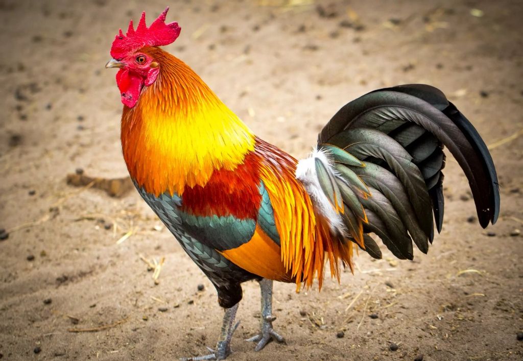 Стих Петух читать для детей онлайн из коллекции про животных и птиц