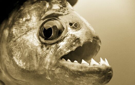 Стих Пираньи читать для детей онлайн из коллекции про животных и рыб