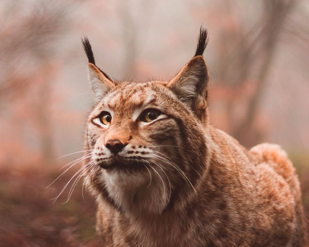 Стих Рысь читать для детей онлайн из коллекции про животных