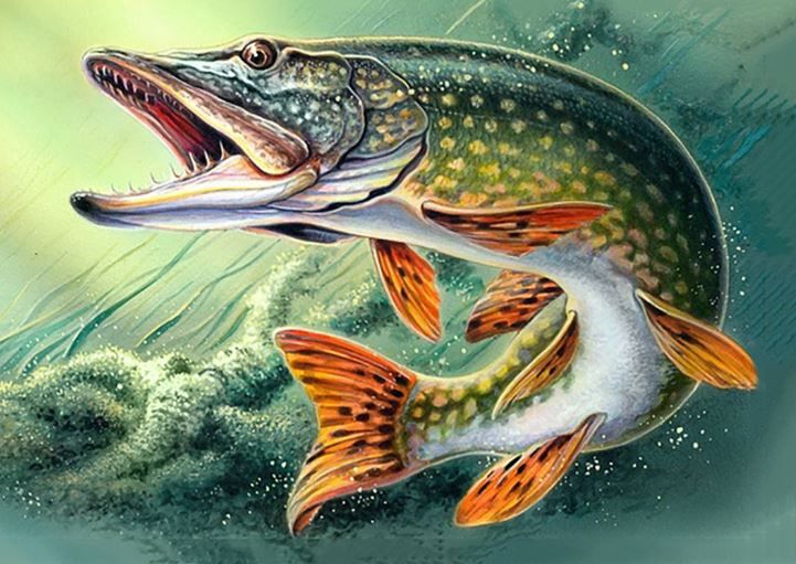 Стих Щука читать для детей онлайн из коллекции про животных и рыб