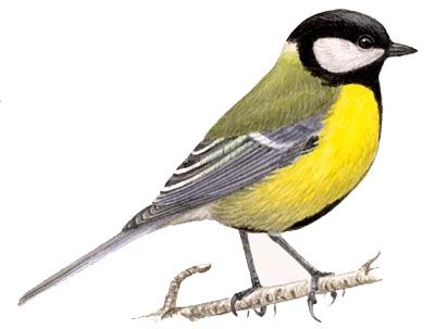 Стих Синица читать для детей онлайн из коллекции про животных и птиц