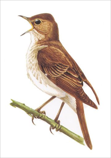 Стих Соловей читать для детей онлайн из коллекции про животных и птиц