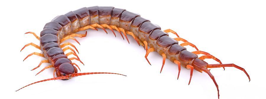 Стих Сороконожка читать для детей онлайн из коллекции про животных и насекомых