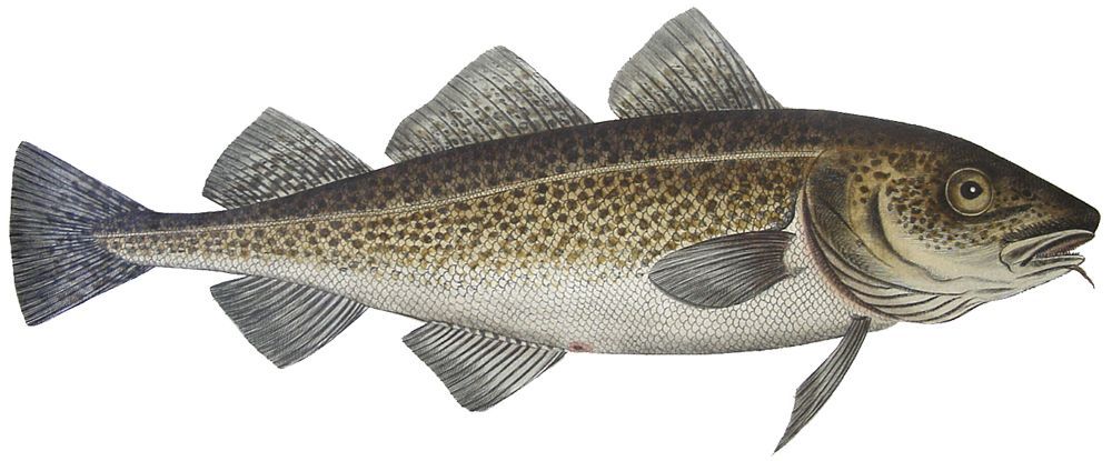 Стих Треска читать для детей онлайн из коллекции про животных и рыб