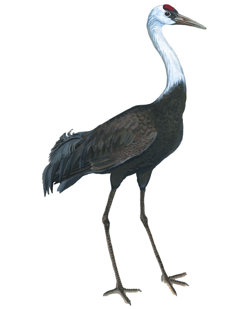 Стих Журавль читать для детей онлайн из коллекции про животных и птиц